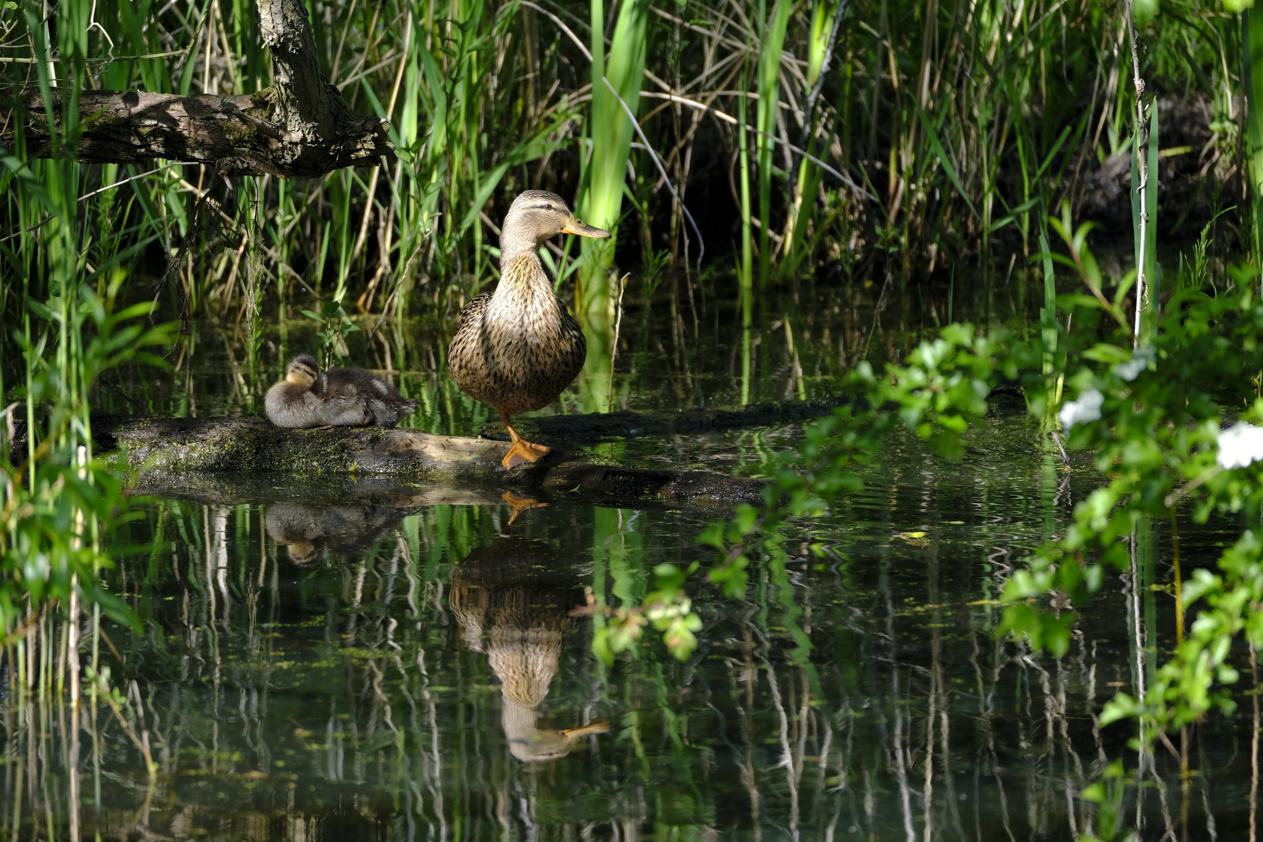 Wildlife
